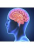 Brain Plus IQ Suplemento para la memoria